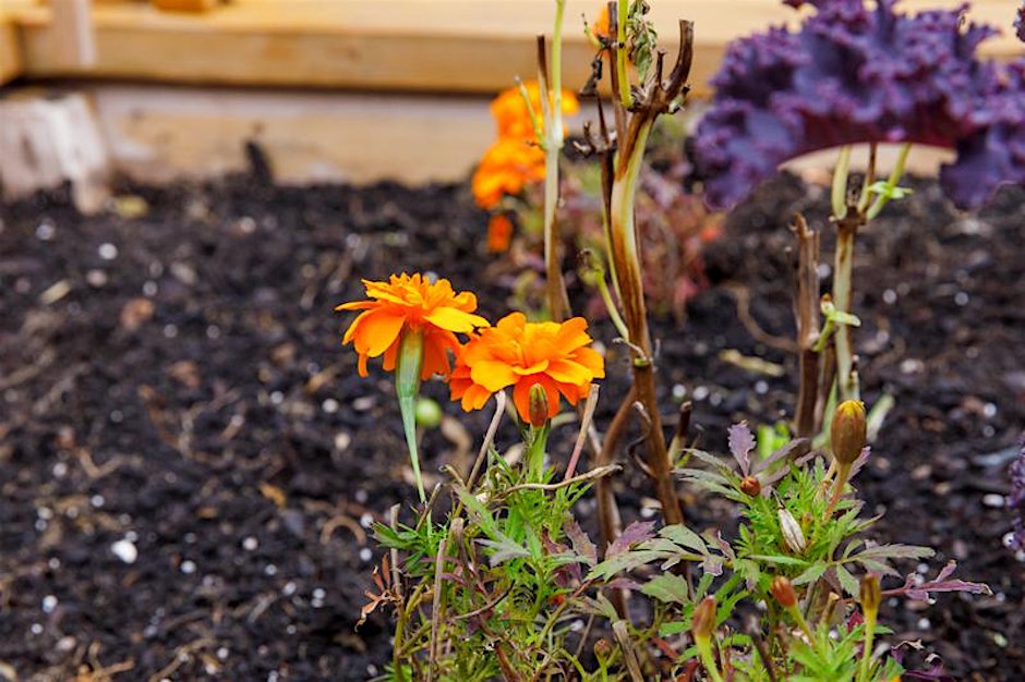 Water & Urban Gardening: Hacks for Hydration