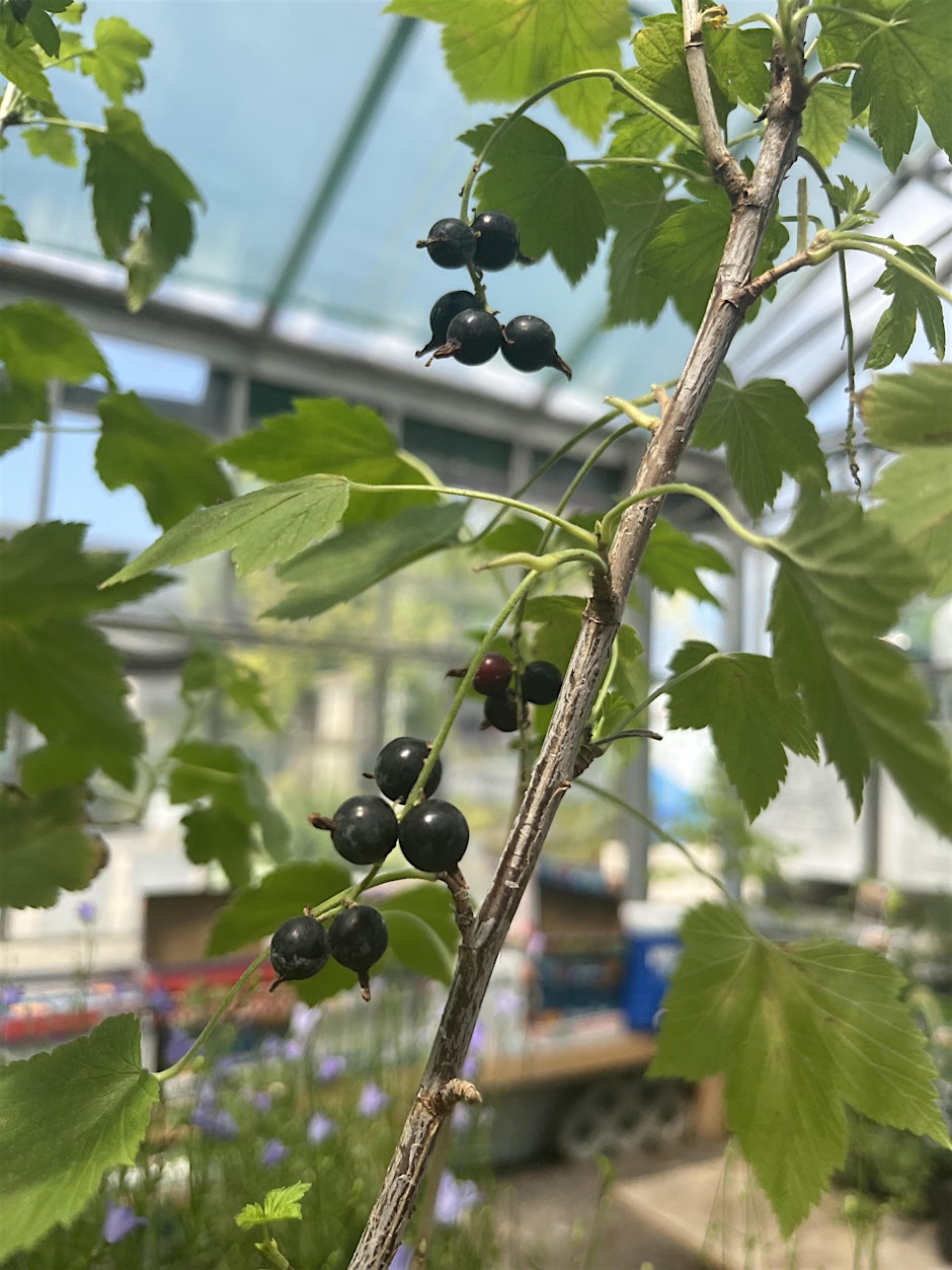KWAG Gardners-in-Residence Crossover