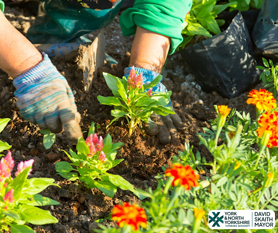 Wildlife friendly gardening & cuttings - Buzzing Skipton