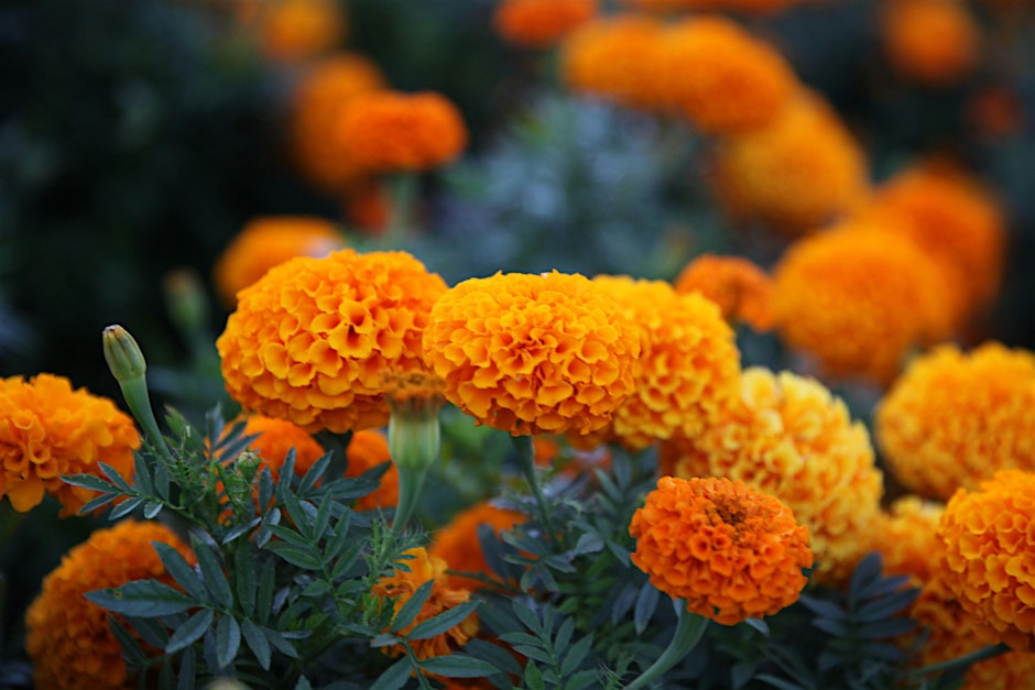 Adult Gardening Class