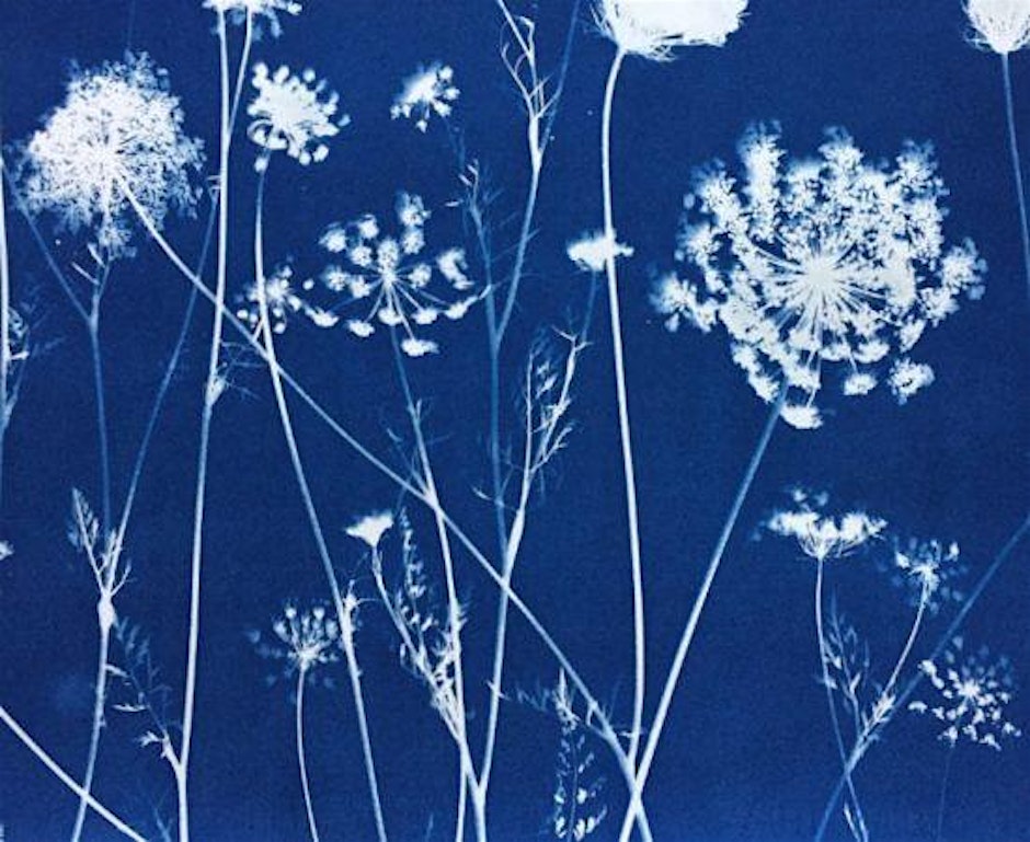 Blueprints of Nature: Botanical Sketchbooking with Cyanoprints