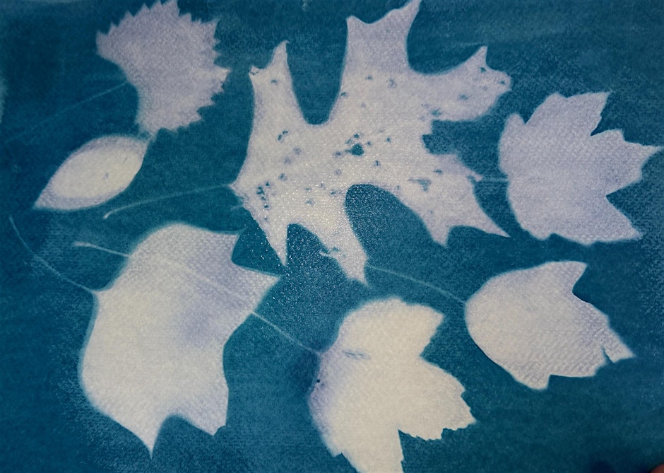 Cyanotype: The Art of Sun-Printed Botanicals