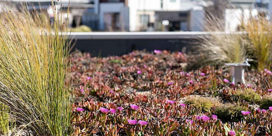 Growing a Resilient Garden in Canberra