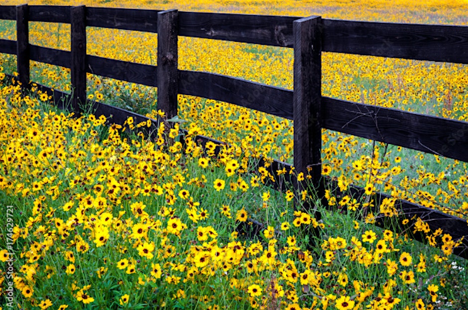 Florida Native Plant and Wildflower Gardening