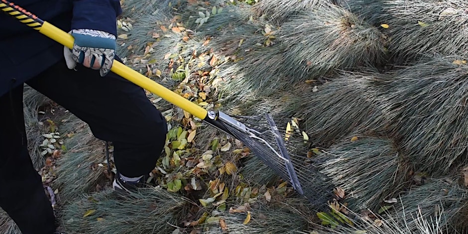 Immersive Learning: Fall Landscape Care