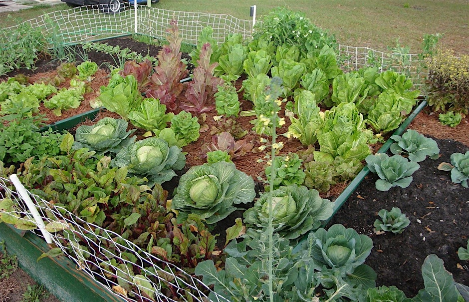 Florida Friendly Vegetable Gardening