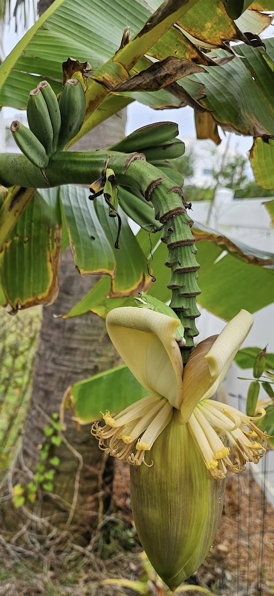 Overcoming the 5 most common mistakes Florida gardeners make