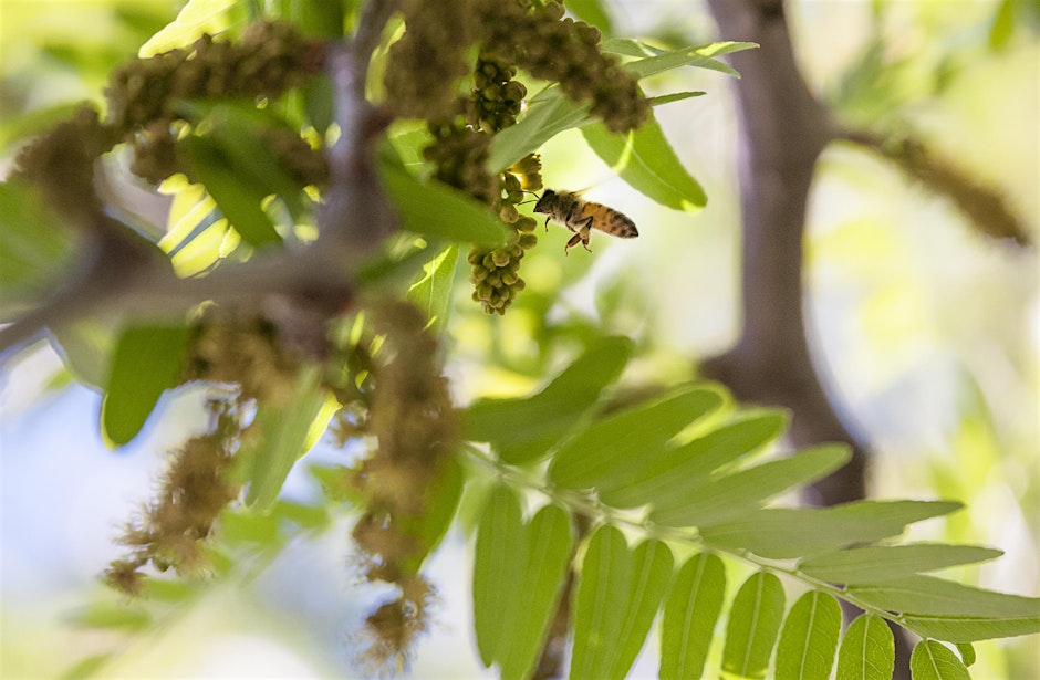 Biodiversity & Pollinator-Friendly Gardening Workshop