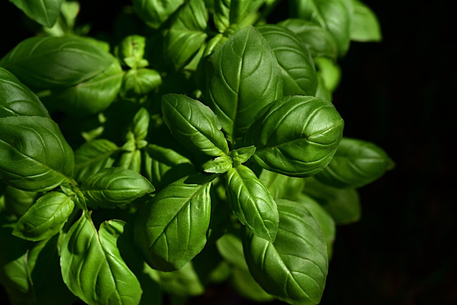 All About Herbs