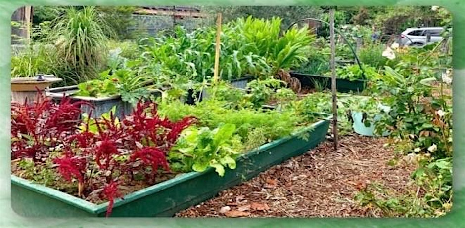 Setting up a Kitchen Garden - Moruya Library