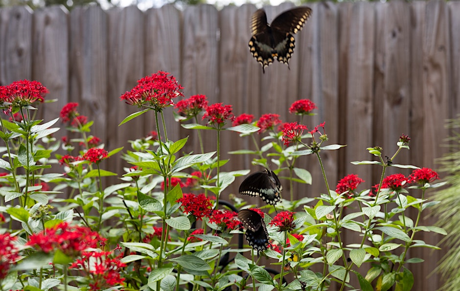 Gardening on Mars: a Florida-Friendly Survival Guide @ Rotary Park