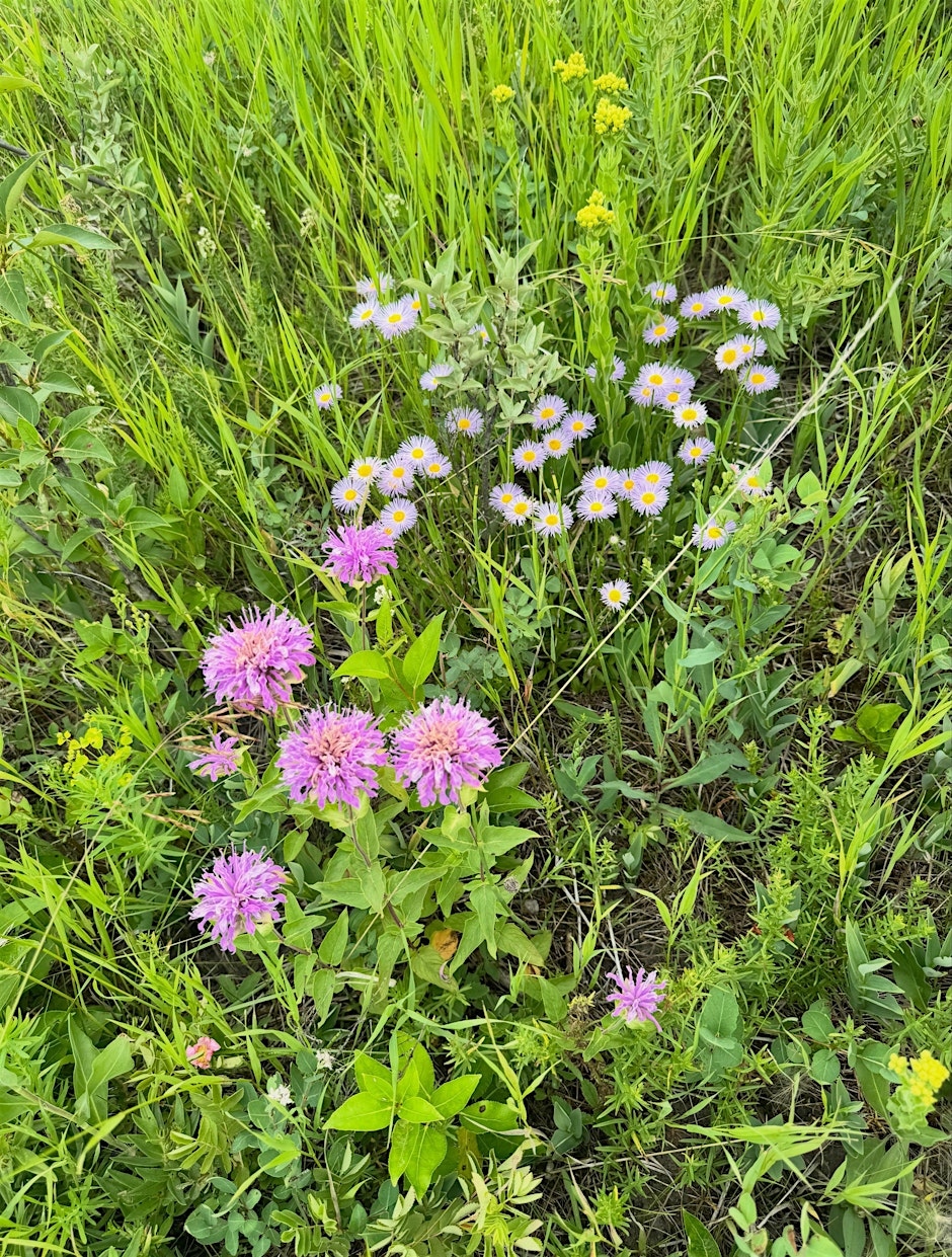 Native Plant Gardening Workshop