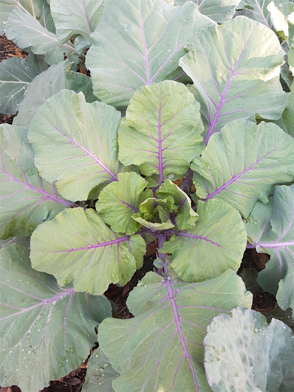 Vegetable Gardening