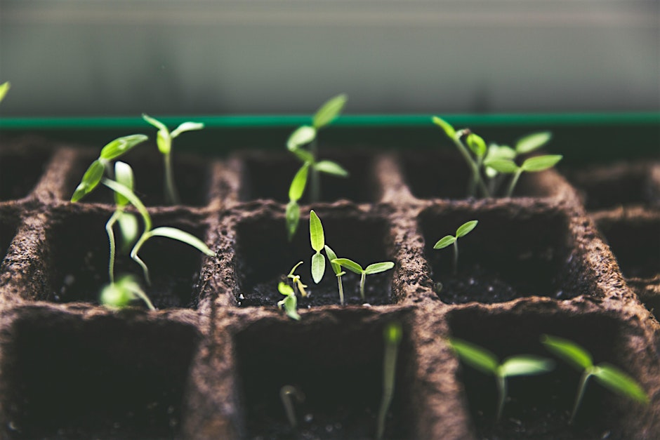 9th September - Growing Food in Winter