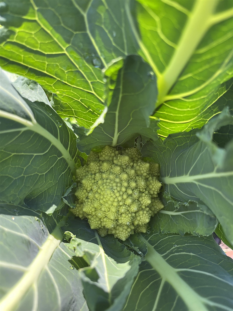 Gardening Bee: Community Gardening on Campus