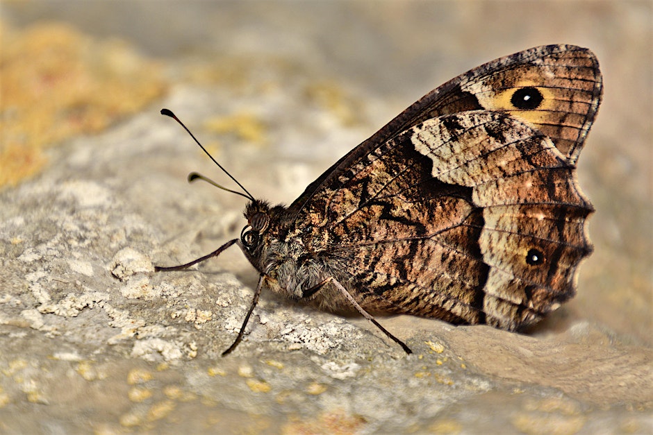 Autumn 2026 Wildlife Gardening Evening