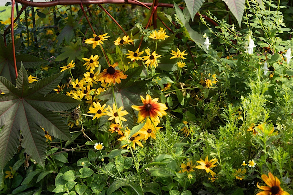 September Garden Tour with Horticulture Director Andi Pettis