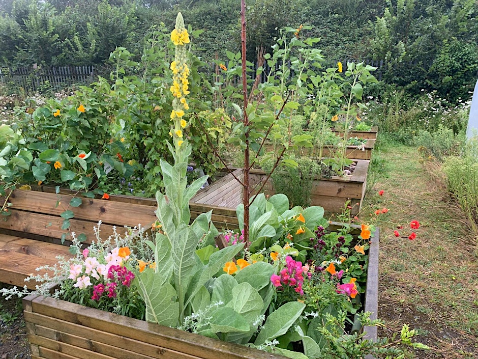 Therapeutic Horticulture for Unpaid Carers