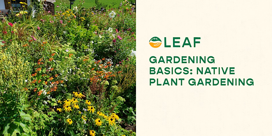 Gardening Basics: Native Plant Gardening