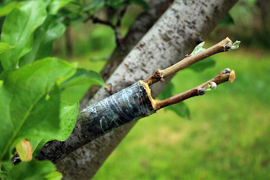 Apple Grafting – Gardening Workshop (Premium)