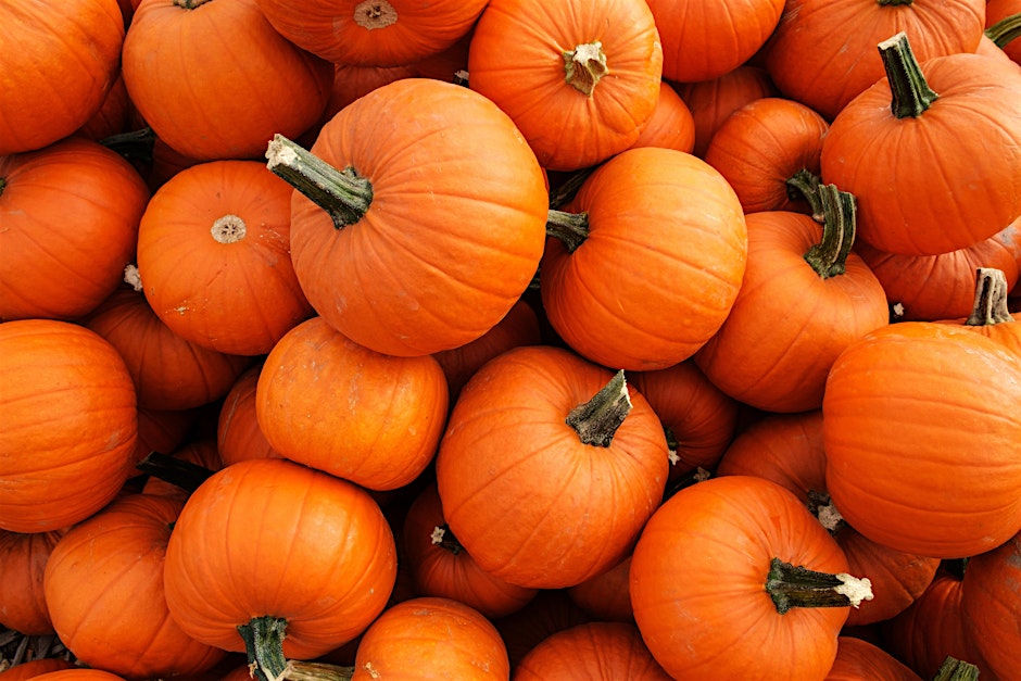 4-H Horticulture Club - Pumpkin Creations