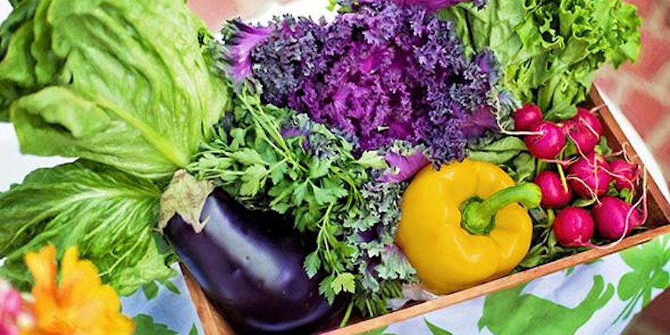 Savor the Flavor: Fall Vegetable Gardening Part 1