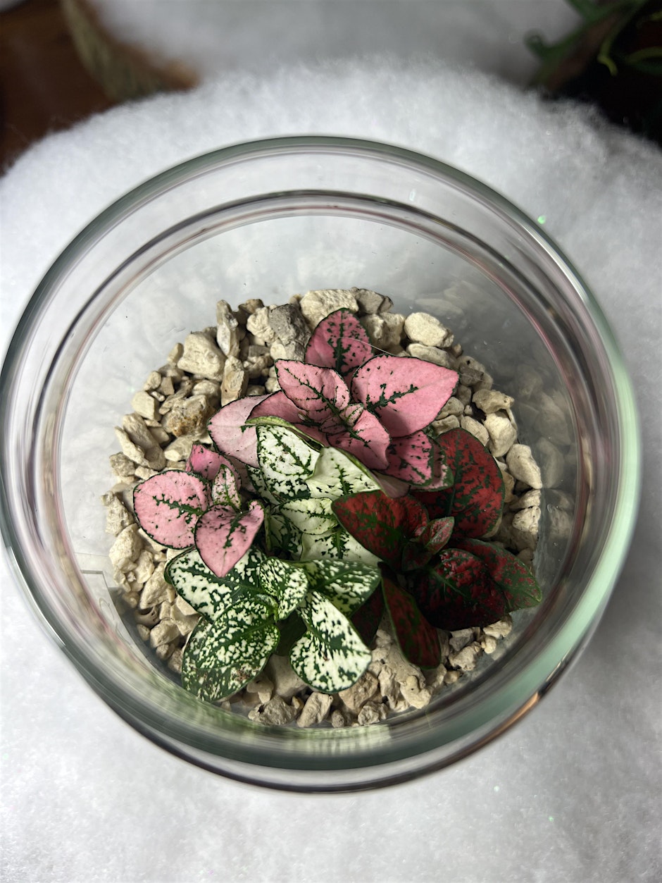 Terrarium Building Workshop- Create with Cypress Grove Exotics!