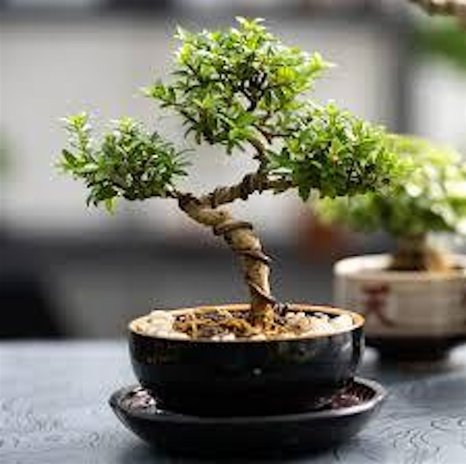 Bonsai Gardening for Beginners
