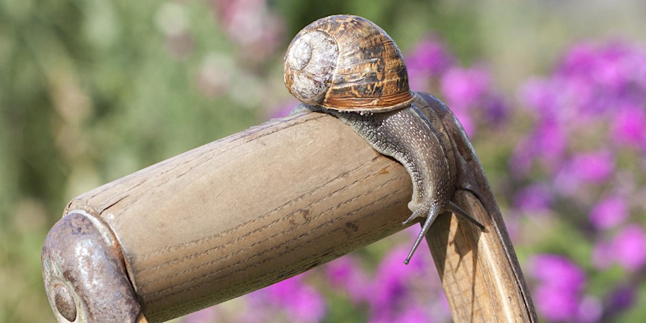 An Introduction to Wildlife Gardening with David and Zuzana Price