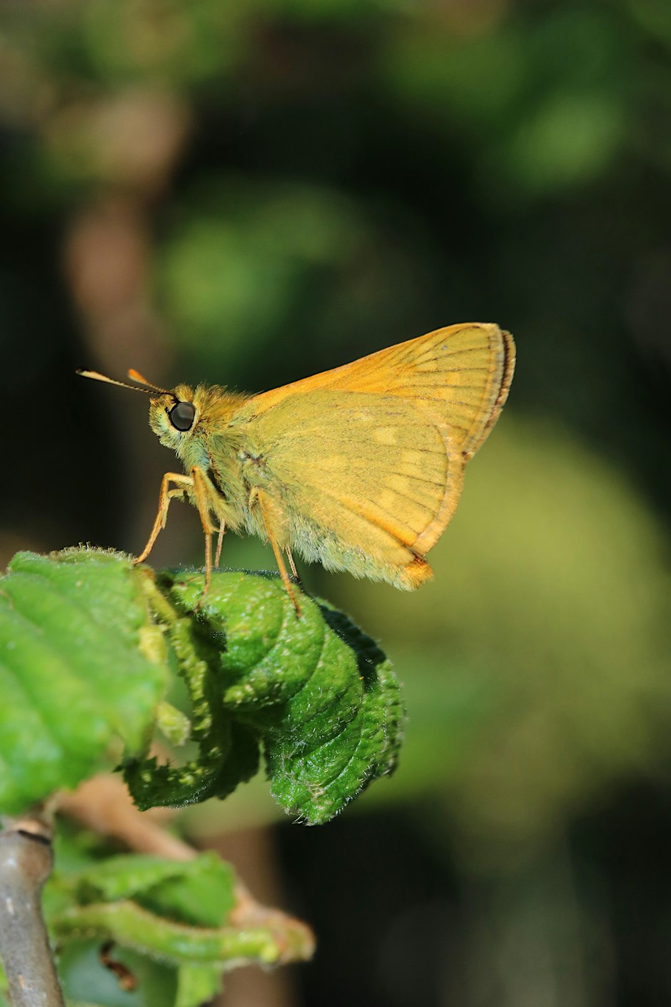 Wildlife Community Gardening at Market Road Gardens, N7