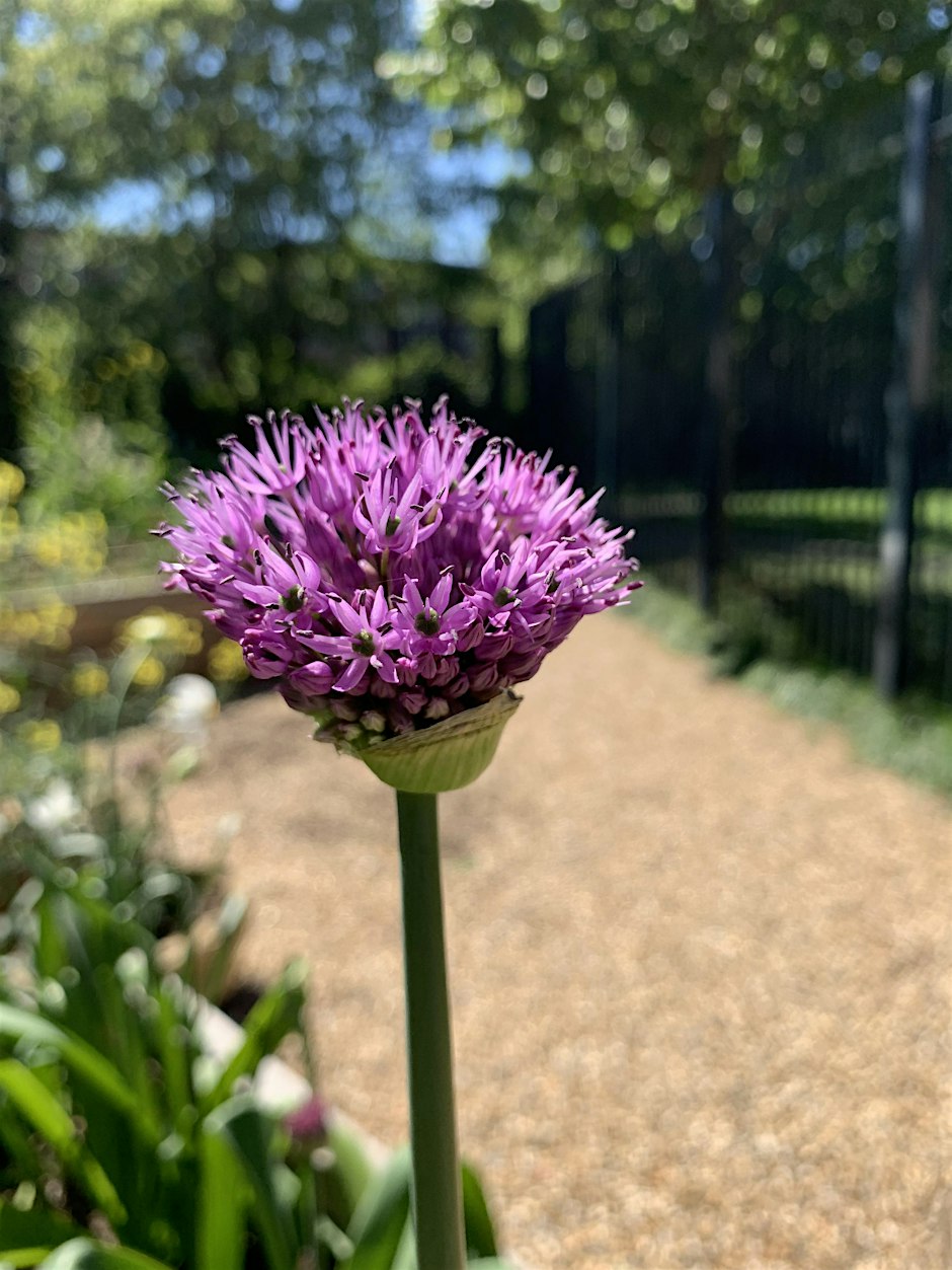 Community Gardening at Newington Green, N16