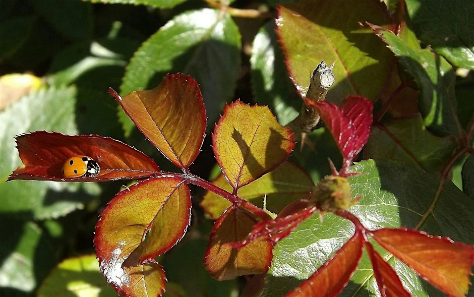 Helping your garden allies and other fall chores