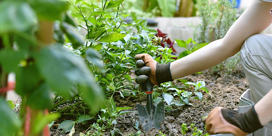 Gardening through the seasons – summer planting