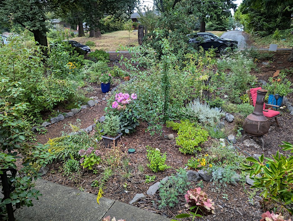 Urban Landscaping with Native Plants: In-Person Plant Talk
