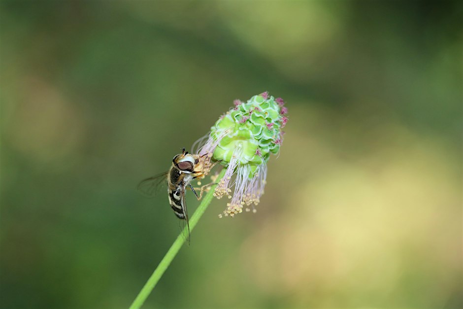 Wildlife friendly Community Gardening at Foxham Gardens, N19
