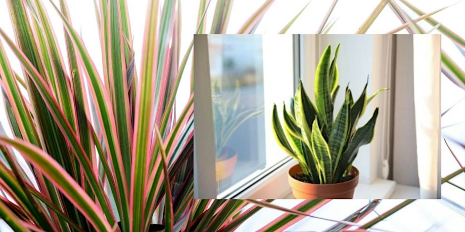 Flower Show Horticulture Class: Dracaena presented by Bessie Morris