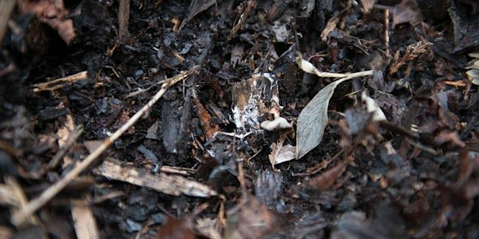 FREE Workshop: Boulevard Gardening Sheet Mulching