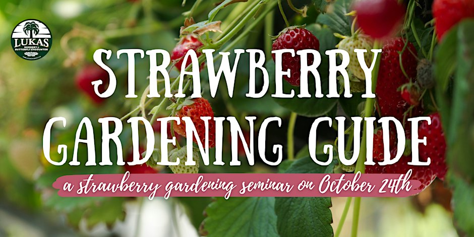 Strawberry Gardening Guide Seminar by Lukas Nursery