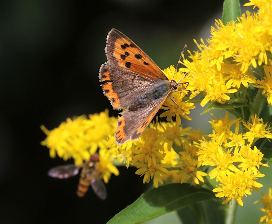 The nature reserve outside my back door: wildlife gardening with Steve Cale
