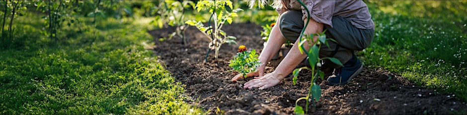 Soil Health: The Dirt on Thriving Gardens