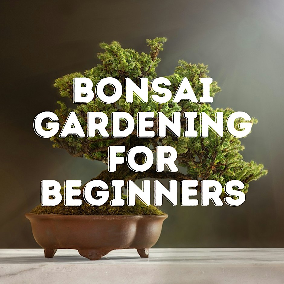 Bonsai Gardening for Beginners