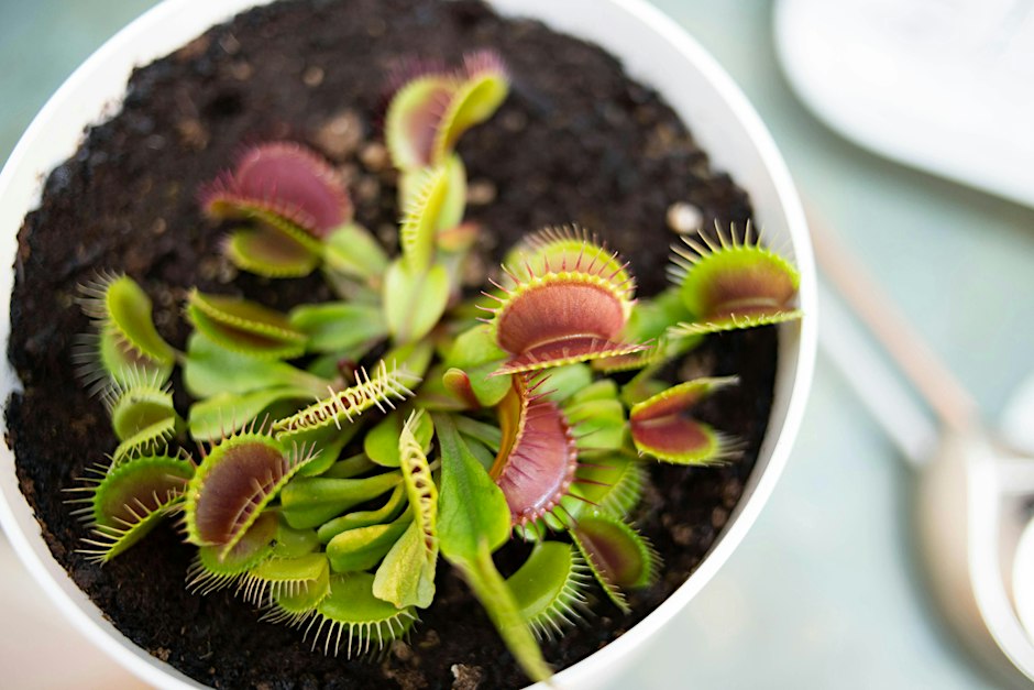 Carnivorous Plants & Bog Garden Workshop in Raleigh