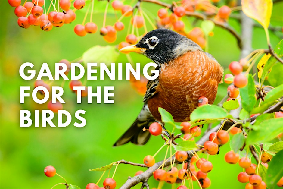 Gardening for the Birds