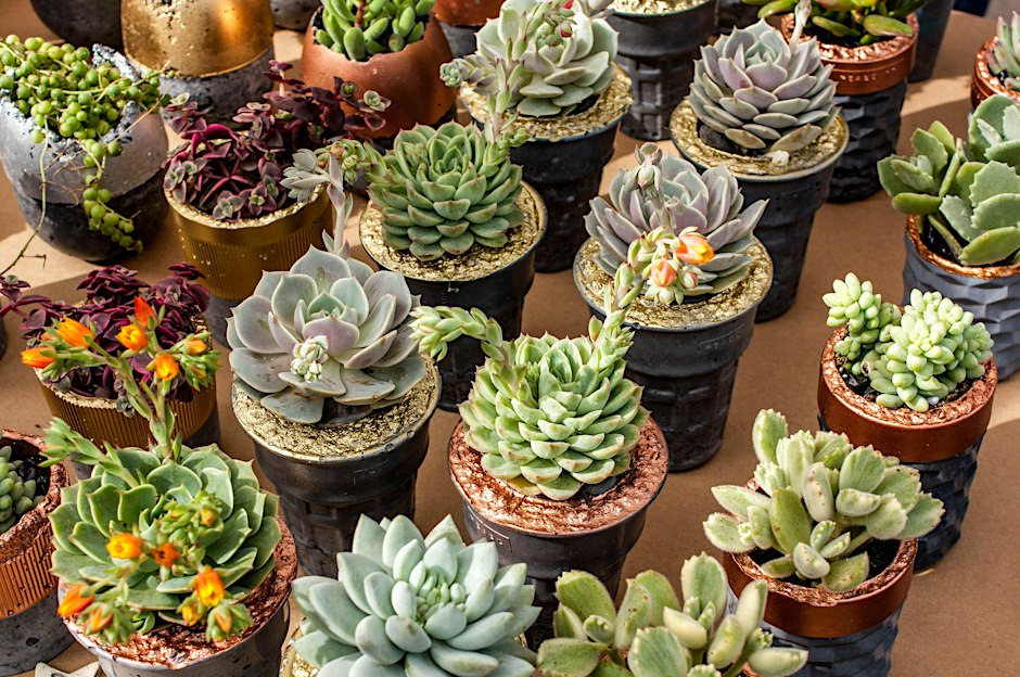 Succulent Container Gardening - from Funky to Fab!