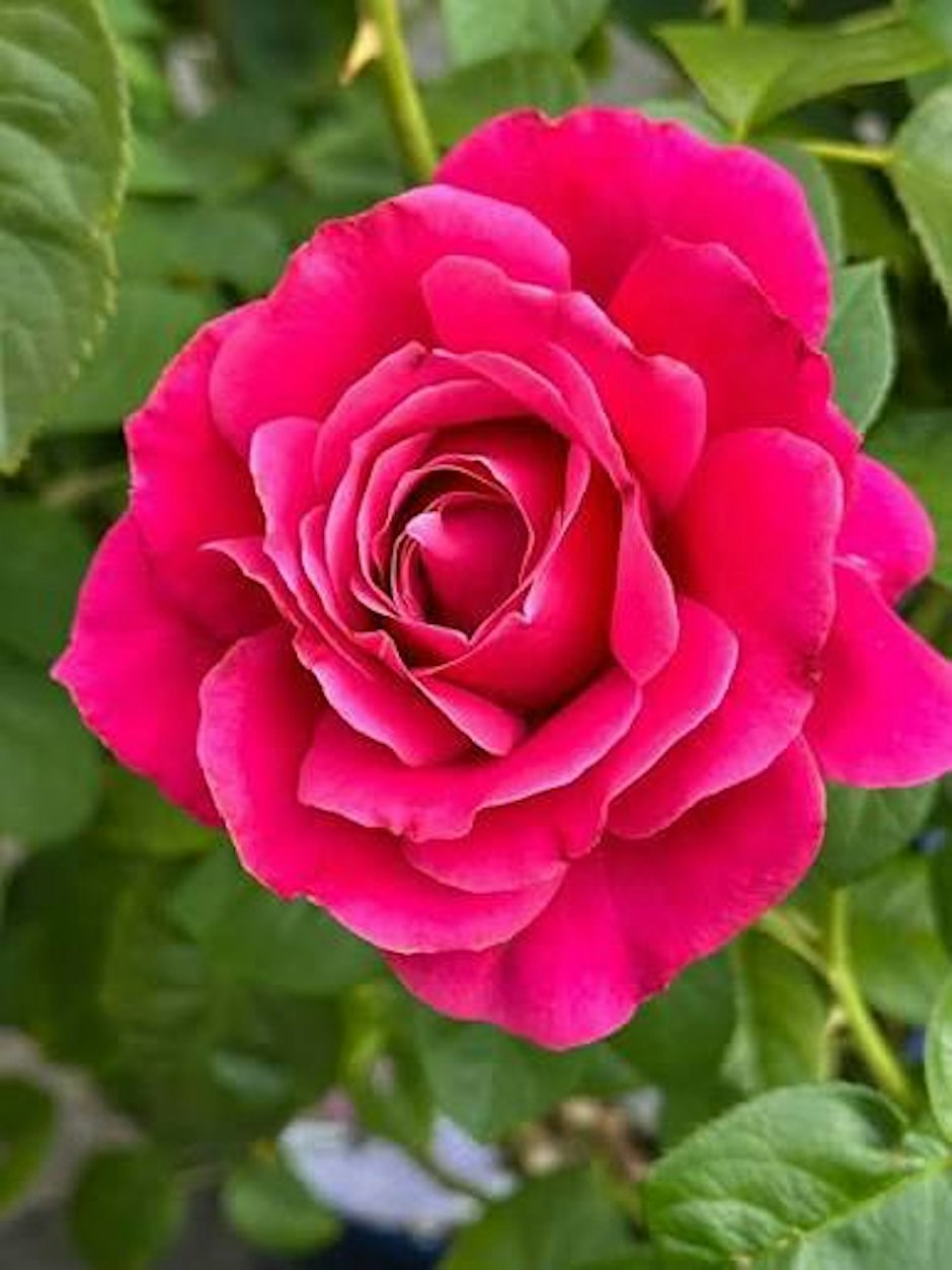 Prairie Gardening - Rose edition