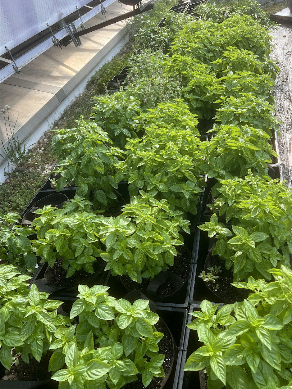 Herb gardening and pot painting workshop