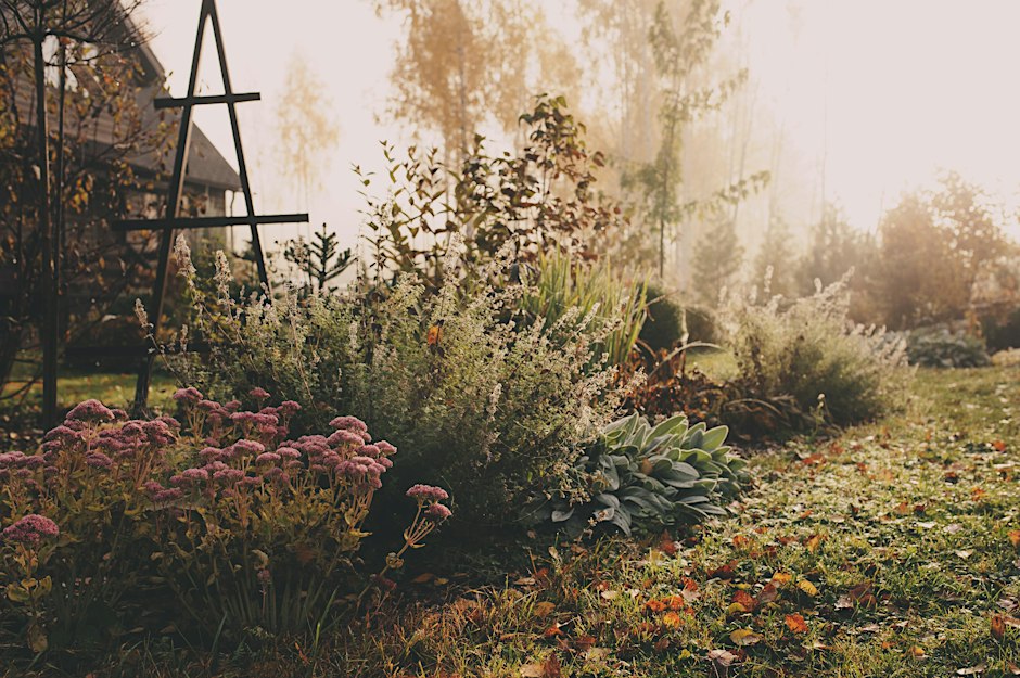 Fall Gardening: What to Do and Not to Do at Division