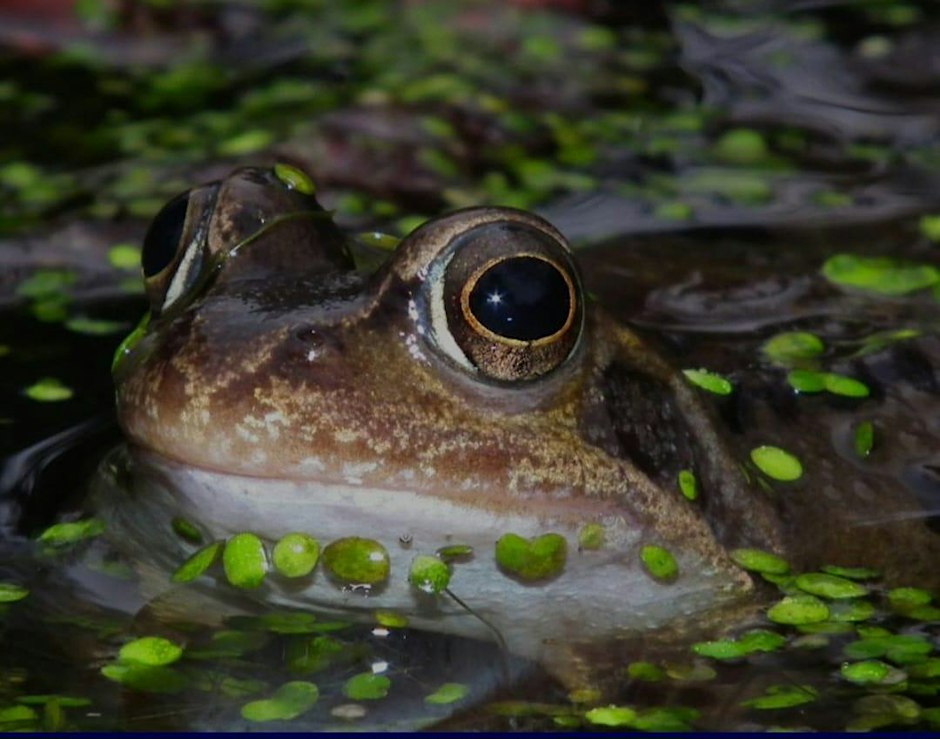 Wildlife Gardening with Kate Bradbury - BHOGG / WCFP Members Exclusive