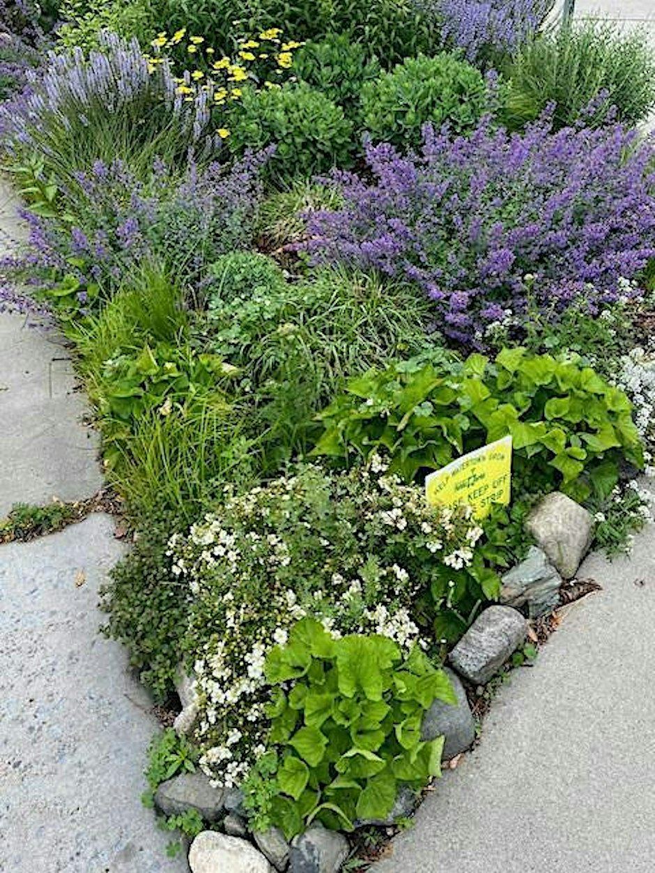 Roadside Gardening - from Neglected Strip to Mini Oasis