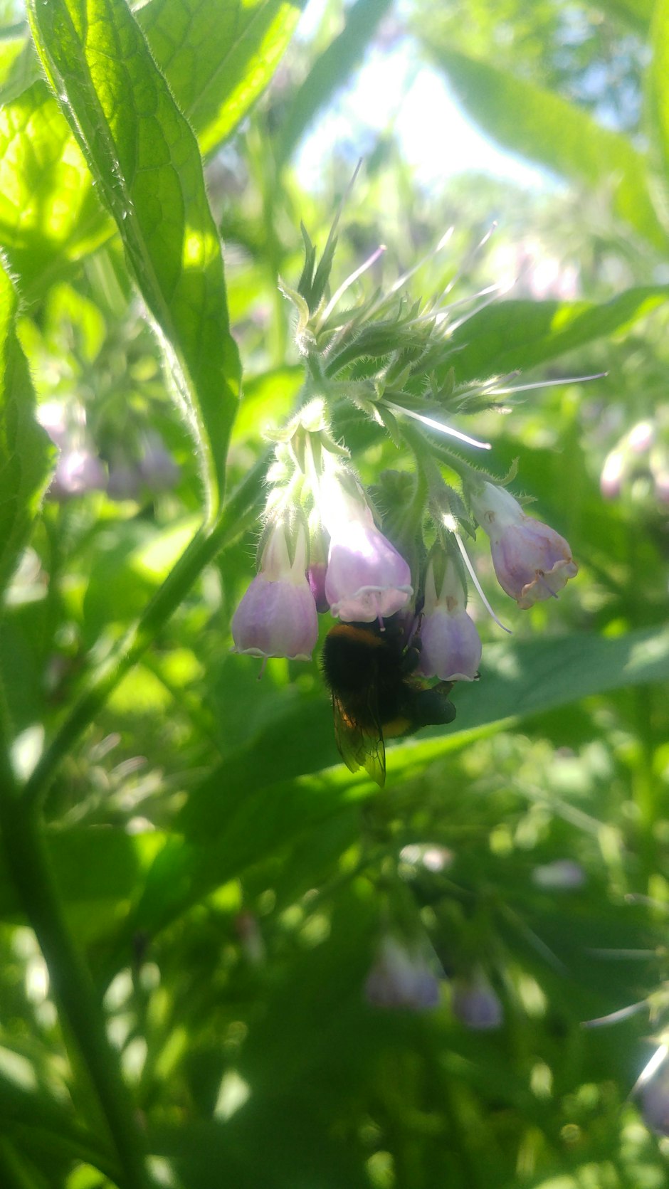 Growing resiliance - gardening for the future